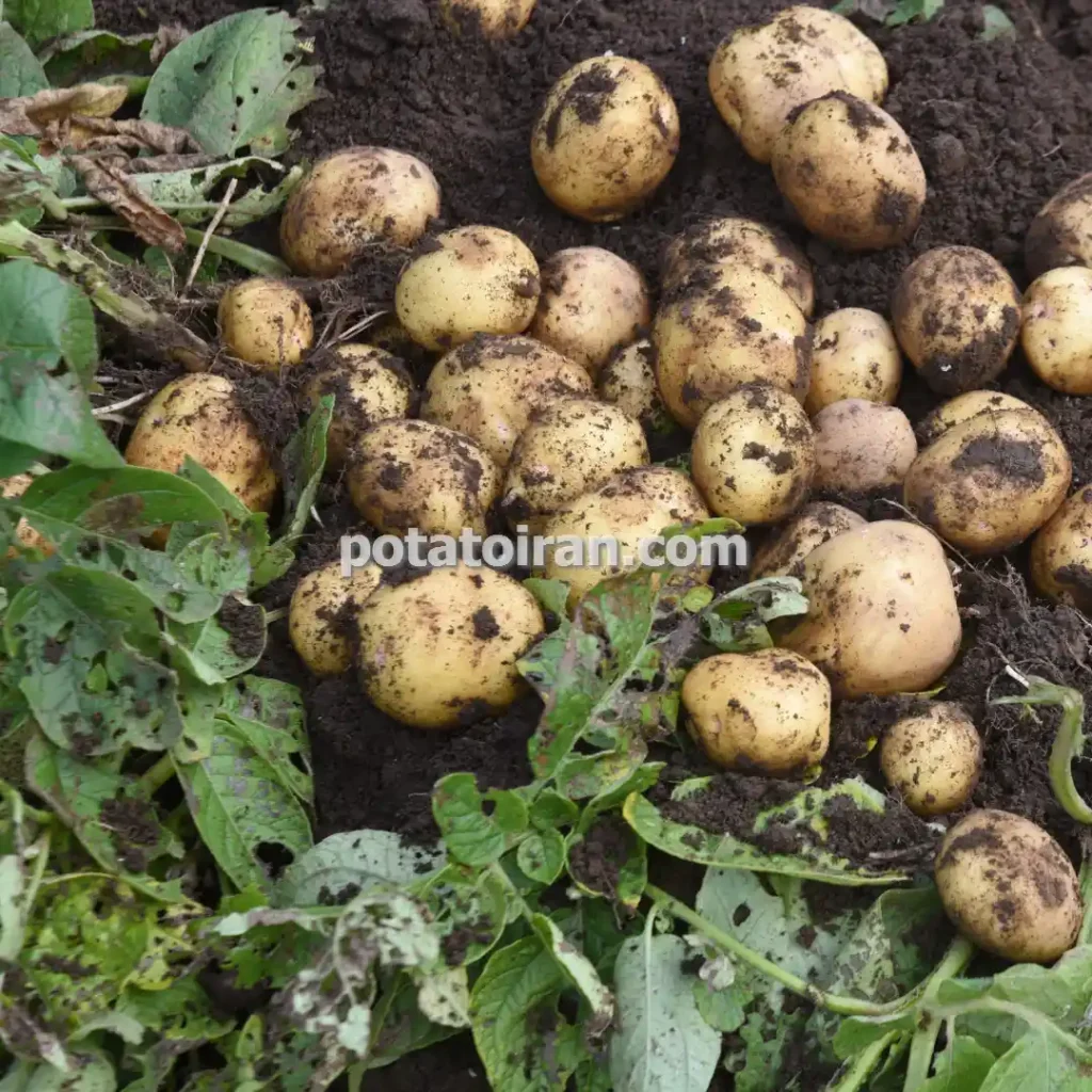 تکثیر و تولید انواع بذر سیب زمینی ارگانیک