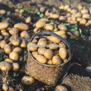 تکثیر و تولید انواع بذر سیب زمینی با بازدهی بالا