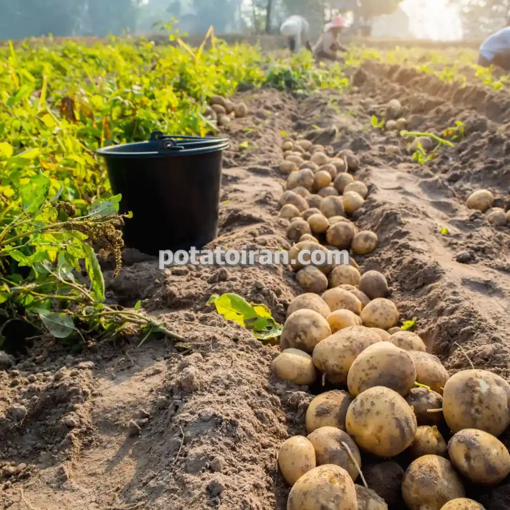 تکثیر و تولید انواع بذر سیب زمینی با سیستم کشت اصولی