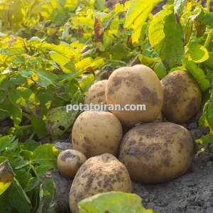 تکثیر و تولید انواع بذر سیب زمینی با کیفیت صادراتی
