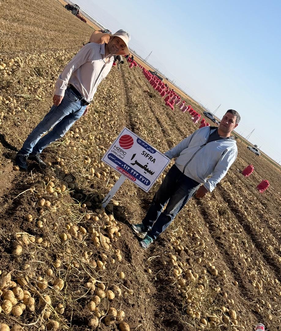 سرزمین سیب زمینی