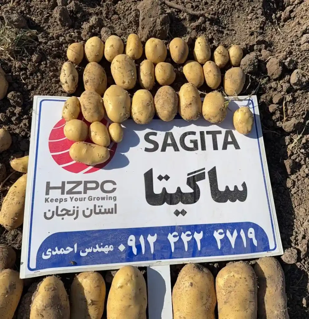 سیب زمینی ساگیتا