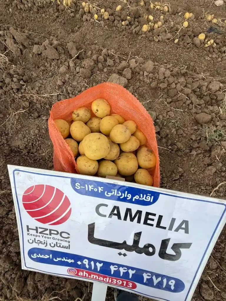 سیب زمینی کاملیا