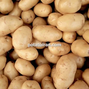 تکثیر و تولید بذر سیب زمینی مناسب صادرات
