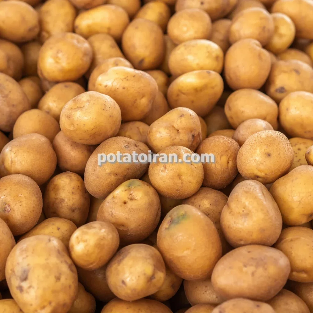 تکثیر و تولید بذر سیب زمینی مناسب فرنچ فرایز