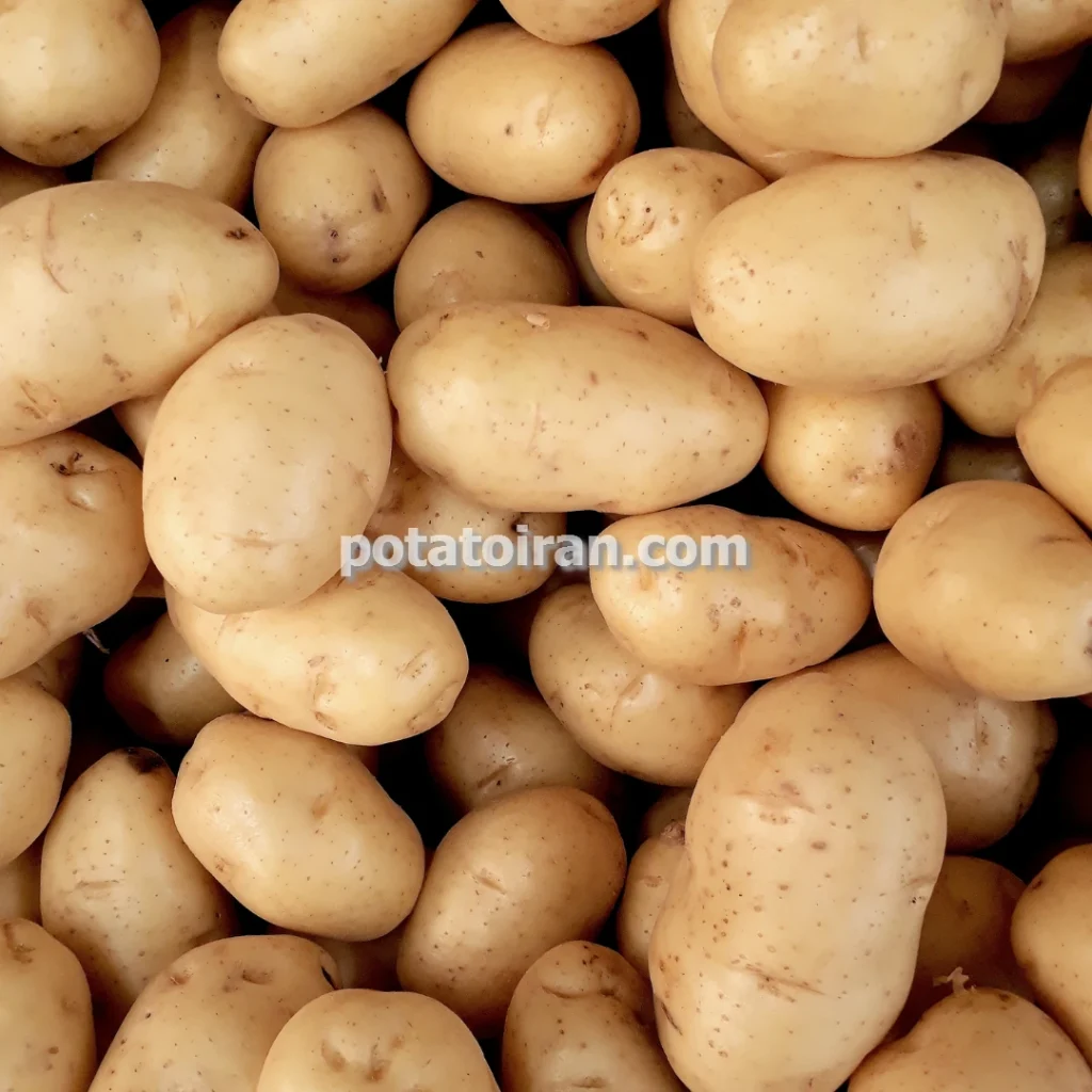 تعرفه صادرات سیب زمینی ارگانیک