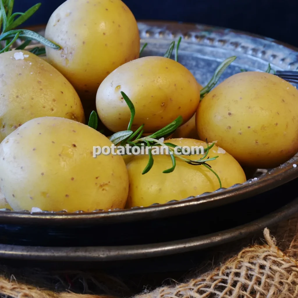 راهنمای تکثیر و تولید انواع بذر سیب زمینی