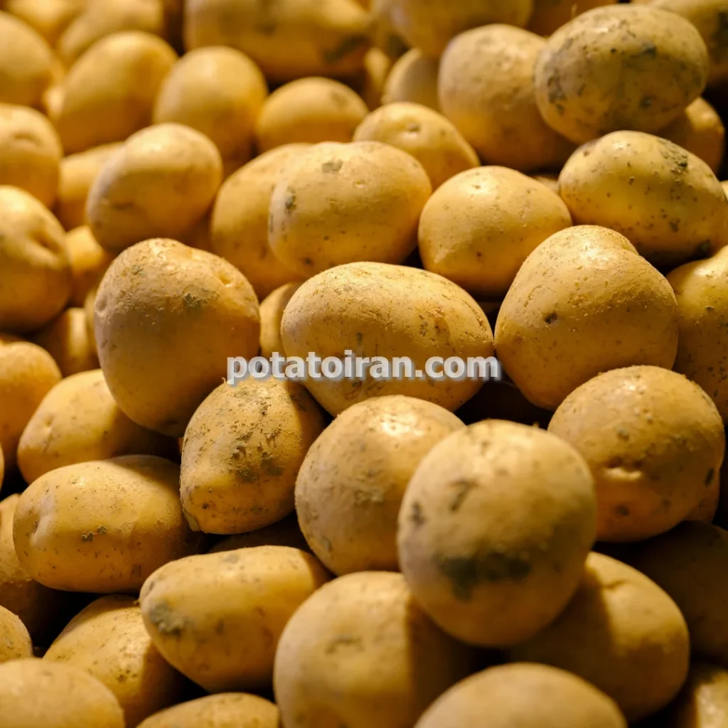 صادرات و فروش سیب زمینی کاملیا