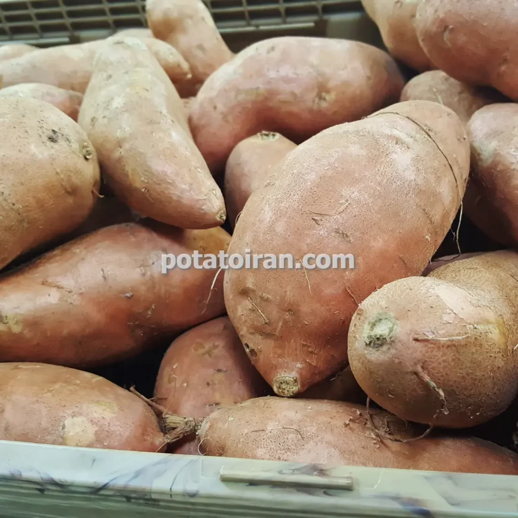 مراحل عملی تولید بذر سیب زمینی برای کشاورزان