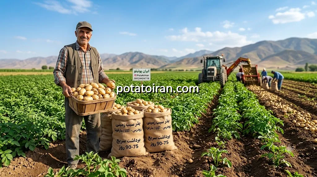 قیمت و خرید بذر سیب زمینی زودرس