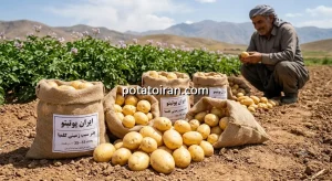 قیمت و خرید بذر سیب زمینی کلمبا